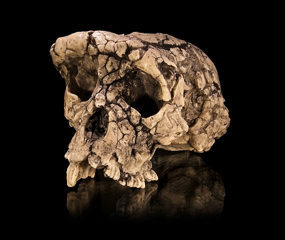 Crânio de um Sahelanthropus tchadensis ou toumai